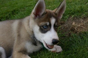 What Breed is My Dog?
